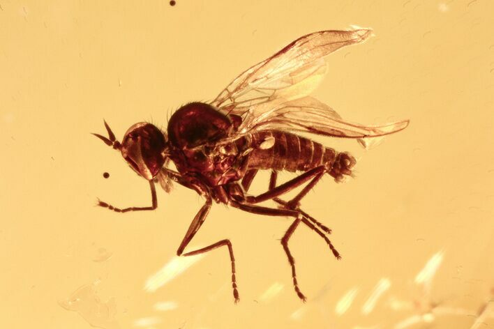 Detailed Fossil Dagger Fly and Aphid In Baltic Amber #275415